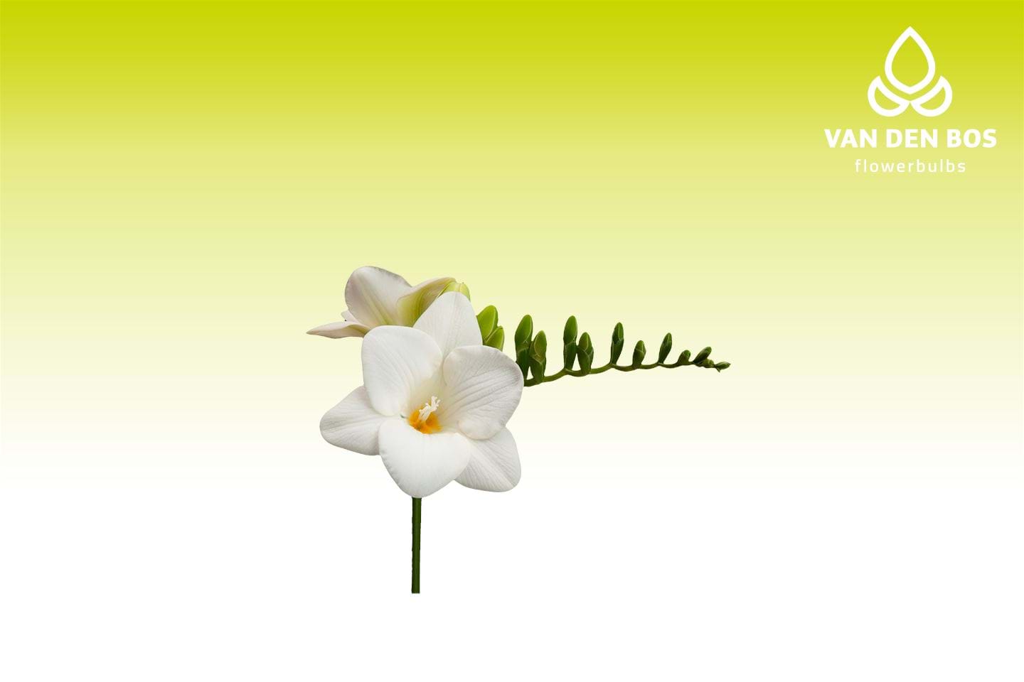 Ilse® (Single) - Freesia - Van den Bos Flowerbulbs